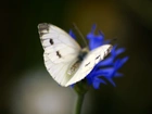 Motyl, Niebieski, Chaber