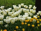 Białe, Żółte, Tulipany