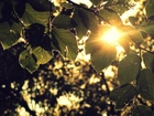 Słońce, Liście, Drzew