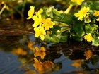 Kwiaty, Żółte, Woda