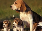 Beagle, Mama, Szczeniaki