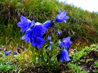 Niebieskie, Kwiatki, Trawa
