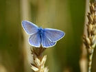 Niebieski, Motyl, Zboże