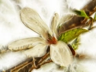 Magnolia Japońska, Fractalis, Kwiat