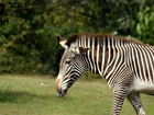 Zebra, Drzewa