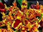 Żółto, Czerwona, Orchidea
