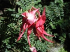 Clianthus, Puniceus