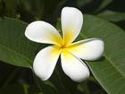 Plumeria