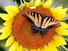 Słonecznik, Piękny, Motyl