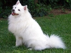 Biały, Piesek, American Eskimo Dog