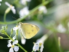 Motyl, Biały, Kwiat