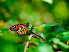 Gałązka, Motyl, Monarch