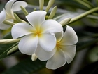 Kwiat, Biały, Plumeria, Liście