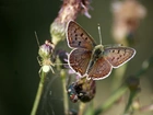 Motyl, Pająk, Kwiat