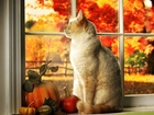 Kot, W Oknie, Dynie, Jesienny, Ogród