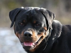 Rottweiler, Język