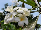 Biała, Plumeria