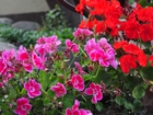 Kwiaty, Pelargonia, Czerwona, Różowa, Liscie