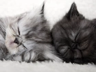 Dwa, Śpiące, Kotki