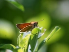 Motyl, Rośliny