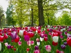 Park, Tulipany, Drzewa