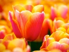 Pomarańczowe, Tulipany