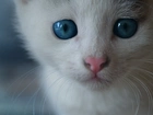 Biały, Kotek, Piękne, Oczy, Wąsy, Portret