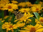Żółte, Polne, Kwiaty, Motyl