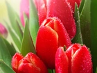 Czerwone, Tulipany, Rosa