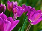 Fioletowe, Tulipany