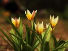 Żółte, Tulipany, Kwiaty