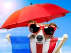 Pies, Plaża, Parasol, Okulary