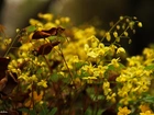 Żółte, Małe, Kwiaty