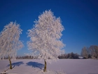 Drzewa, Szadź, Śnieg