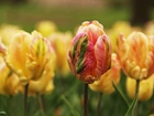 Tulipany, Postrzępione, Płatki