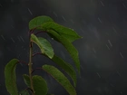 Łodyga, liście, Deszcz