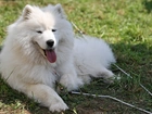 język, Samojed