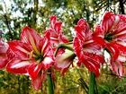 Kwiaty, Hippeastrum, Zwartnica