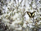 Motyl, Paź królowej, Gałązki, Białe, Kwiatuszki