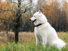 Siberian Husky, Las