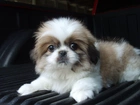 Szczeniak, Shih Tzu