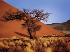 Pustynia, Piasek, Sucha, Roślinność, Namibia