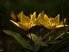 Kwiaty, Tulipany, Fractalius