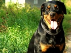 Rottweiler, Język, Obroża, Trawa