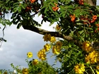 Owocująca, Jarzębina, Żółte, Kwiaty