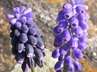 Muscari neglectum, Muscari armeniacum