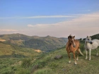 Konie, Góry, Łąki