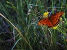 Łąka, Mlecze, Kolorowy, Motyl