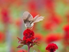 Ptak, Czerwony, Kwiat