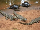 Młode, Krokodyle, Żółwie